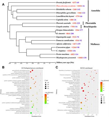 The Draft Genome of Chinese Endemic Species Phascolosoma esculenta (Sipuncula, Phascolosomatidae) Reveals the Phylogenetic Position of Sipuncula